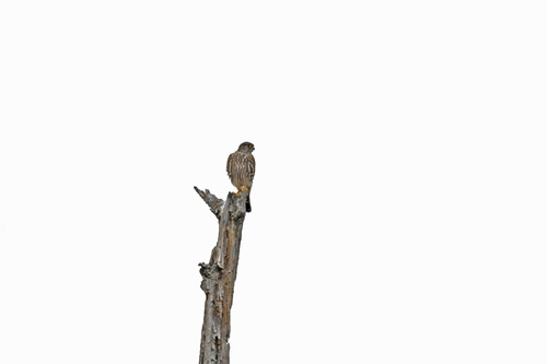 Merlin observed by krautfrombend