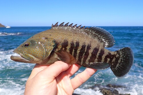 Pacific graysby (Cephalopholis panamensis) — Serranidae — 2
