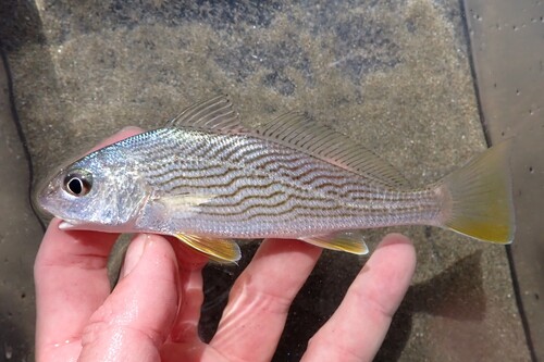 Panamaberg-ombervis (Umbrina xanti) — Sciaenidae
