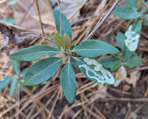 Unknown species found near Belhaven, Jackson, MS, USA