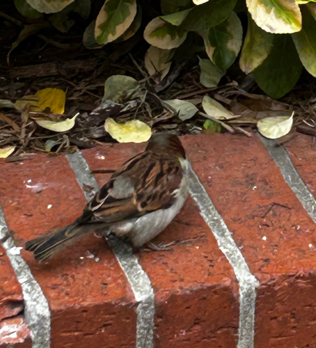 House Sparrow