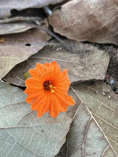 Cordia dodecandra, photograph 4