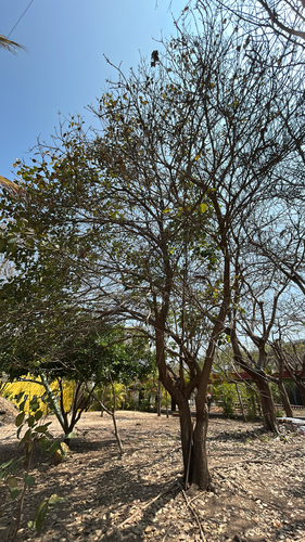 Cordia dodecandra (Cordia dodecandra)