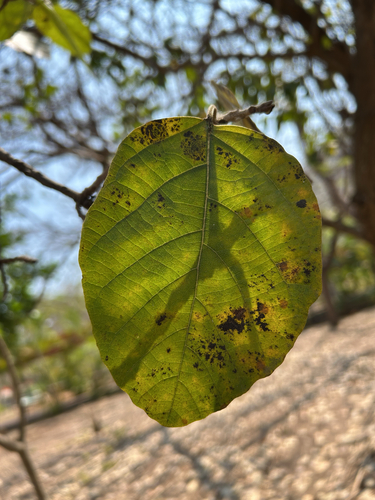 Cordia dodecandra, photograph 5