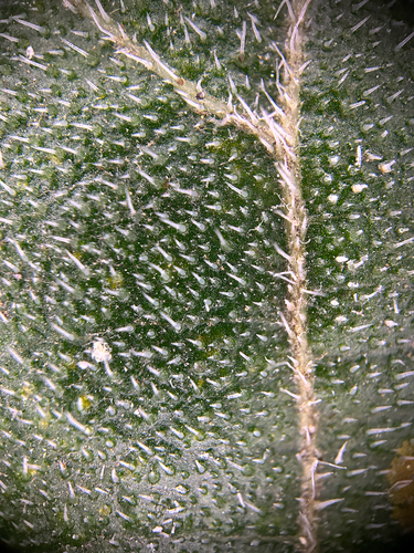 Cordia dodecandra, photograph 6