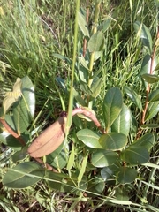 Kielmeyera variabilis