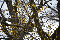 Loranthus europaeus