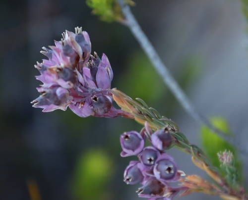 Erica glauca, photograph 5