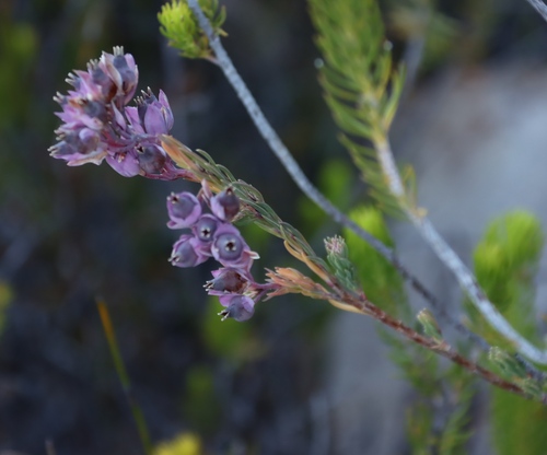 Erica glauca, photograph 6