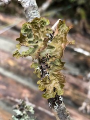 Lobaria pulmonaria