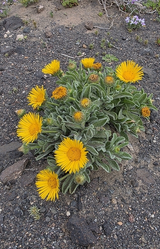 Pulicaria canariensis, photograph 2