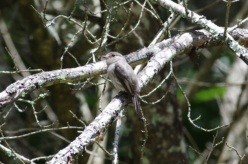 African Dusky Flycatcher