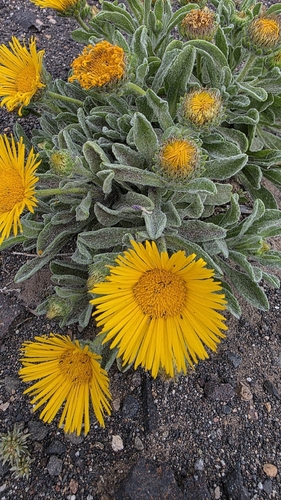 Pulicaria canariensis, photograph 3