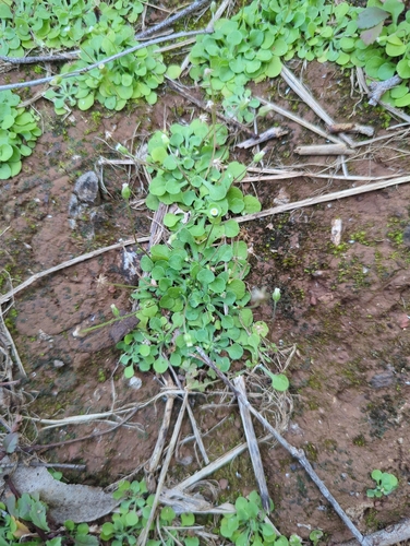 Erigeron bellioides observed 2026-03-01