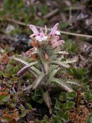 Pedicularis hirsuta