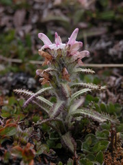 Pedicularis hirsuta