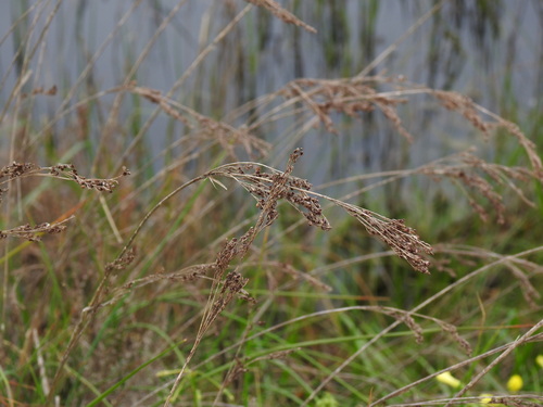 Somerset Rush (Juncus subulatus)