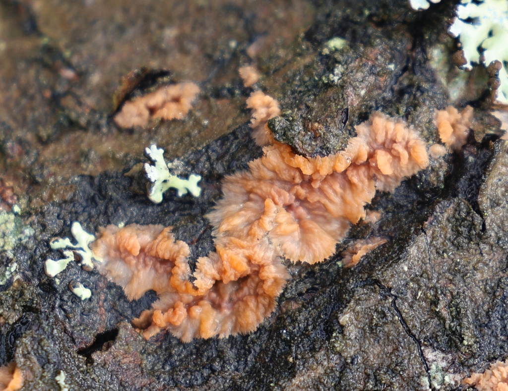 Phlebia radiata · March 2026 · photo: © andrejus (iNaturalist, cc-by)