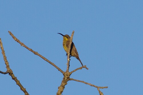 Malachite Sunbird