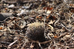 Coryphantha retusa