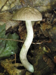 Leccinellum albellum