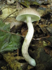 Leccinellum albellum