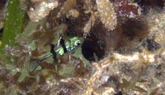 Apogonichthyoides sialis