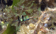 Apogonichthyoides sialis