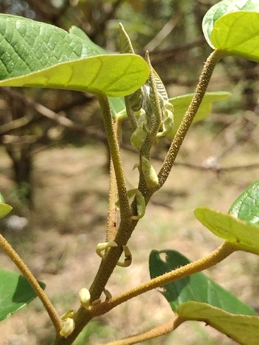 Capixingui (Croton floribundus)
