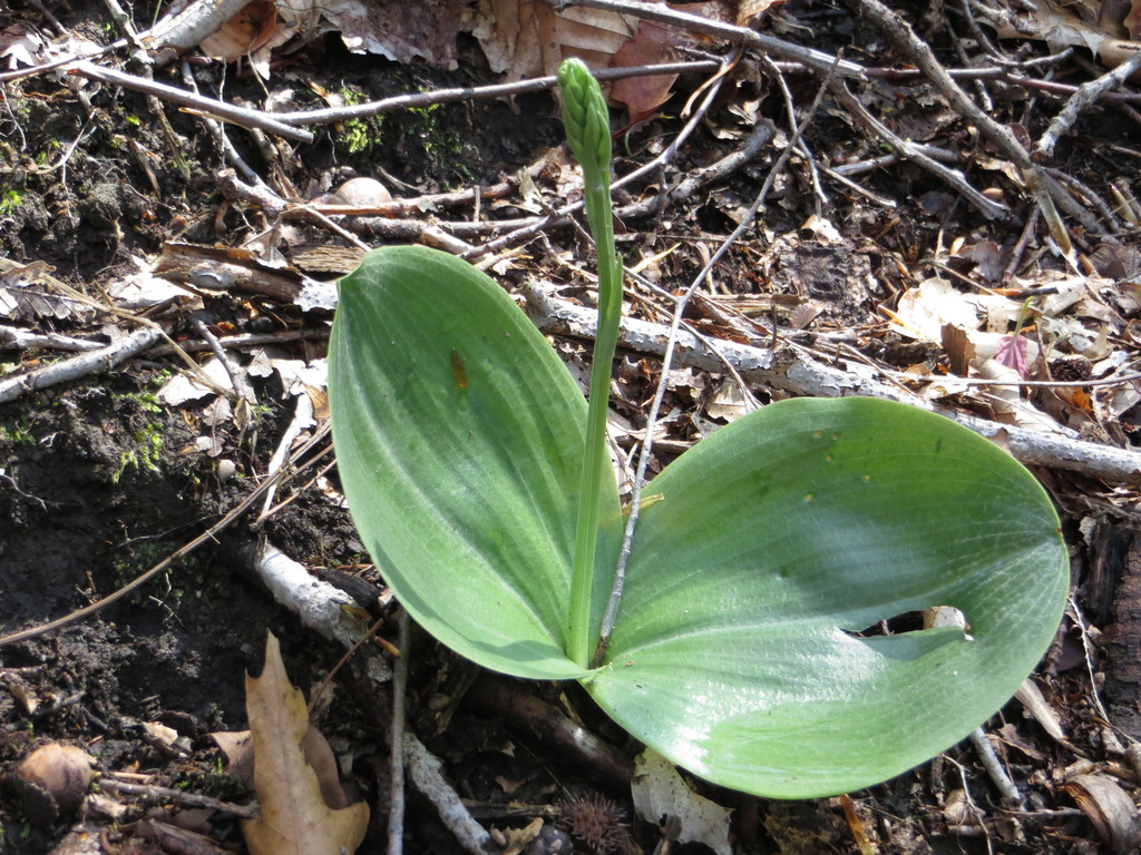 Round leaved Bog Orchid From Summit County OH USA On May 13 2014 At round-leaved-bog-orchid-from-summit-county-oh-usa-on-may-13-2014-at