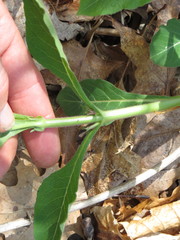 Triosteum aurantiacum