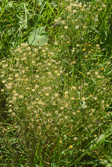 Asteraceae