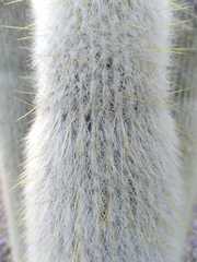 Cleistocactus strausii