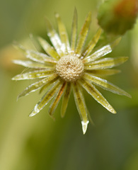 Asteraceae
