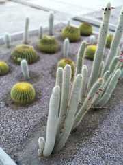 Cleistocactus strausii
