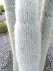 Cleistocactus strausii