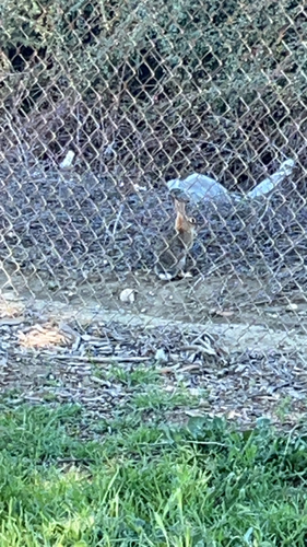 Desert Cottontail observed by alexhanrahan1