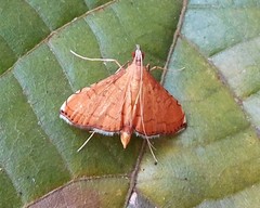Mabra nigriscripta
