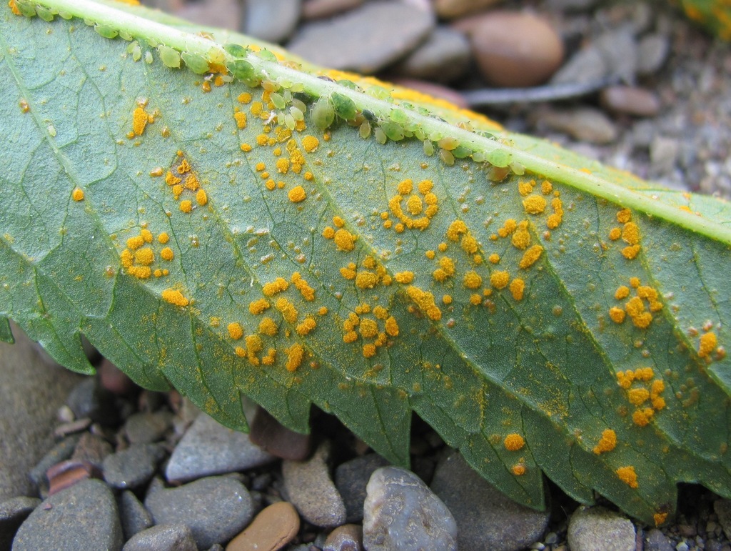 Coleosporium datiscae