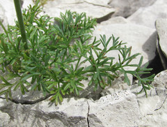 Puccinia bulbocastani