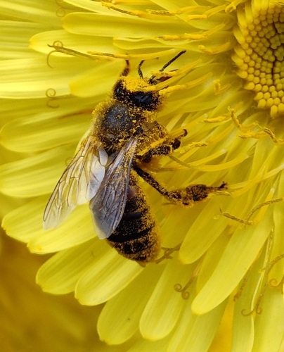 Bee