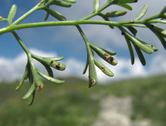 Puccinia bulbocastani