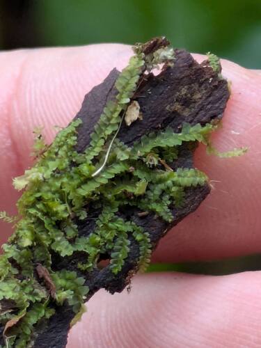 Lophocolea autoica observed 2026-02-27