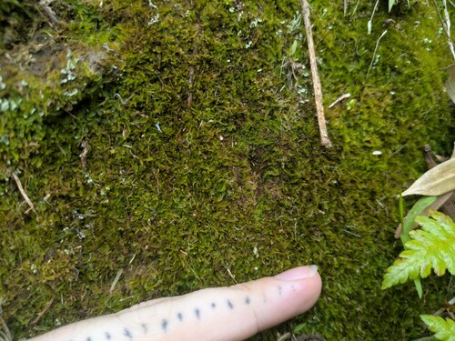 Notoscyphus lutescens observed 2026-02-27