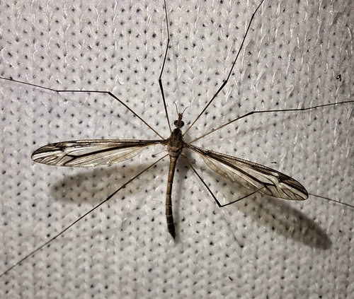 Unknown species found near Woodworth, LA 71485, USA
