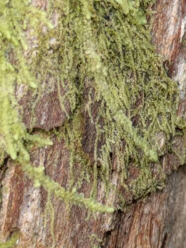 Metalejeunea cucullata observed 2026-02-27