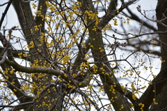 Loranthus europaeus