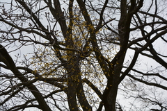 Loranthus europaeus