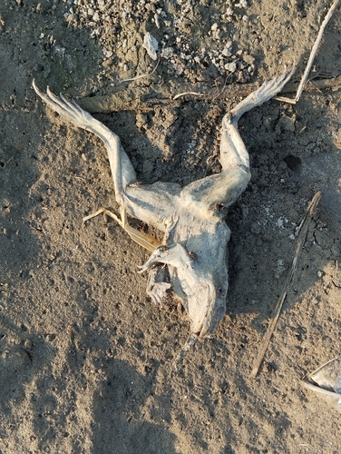 Indus Valley Bullfrog