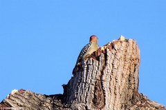 Melanerpes rubricapillus